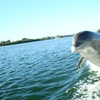 Image 8: Sip, Sail, & Spot Dolphins: Morning, Sunset, & Sandbar Cruise for Up to 6 People w/ Siesta Dolphin Tours (Up to 50% Off)