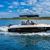 Image 3: 1-Hour Dolphin Watching or Shell Collecting Tour (Up to 6)