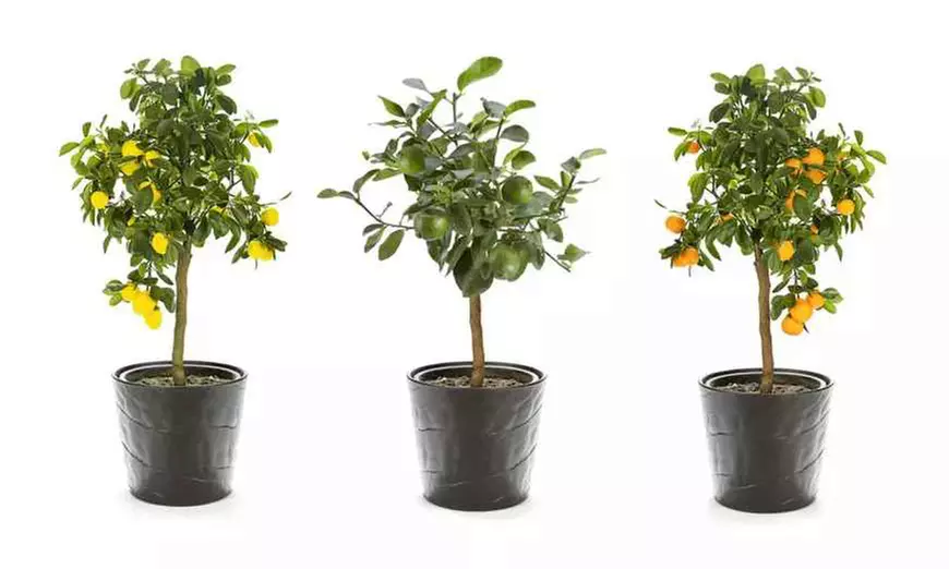Citrus Collection - Lemon, Lime and Orange Plants Potted Plants - Primary Image