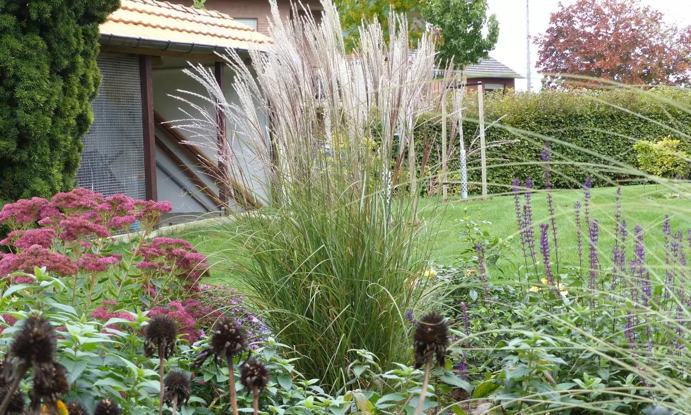 1 ou 2 pots de Miscanthus "Kleine Silberspinne" - Primary Image
