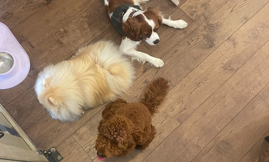 Image 2: Enjoy Dog Cafe Fun With a Drink for Up to Four in Kensington