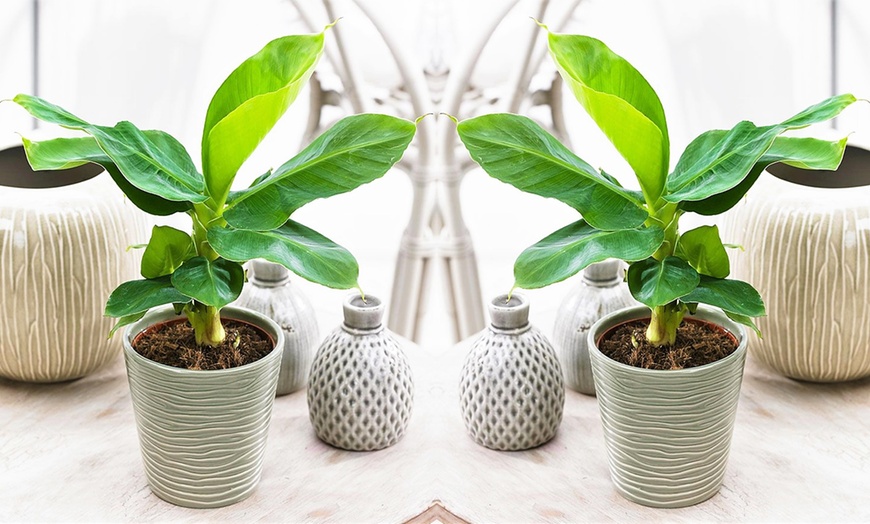 Image 3: Indoor Banana Trees