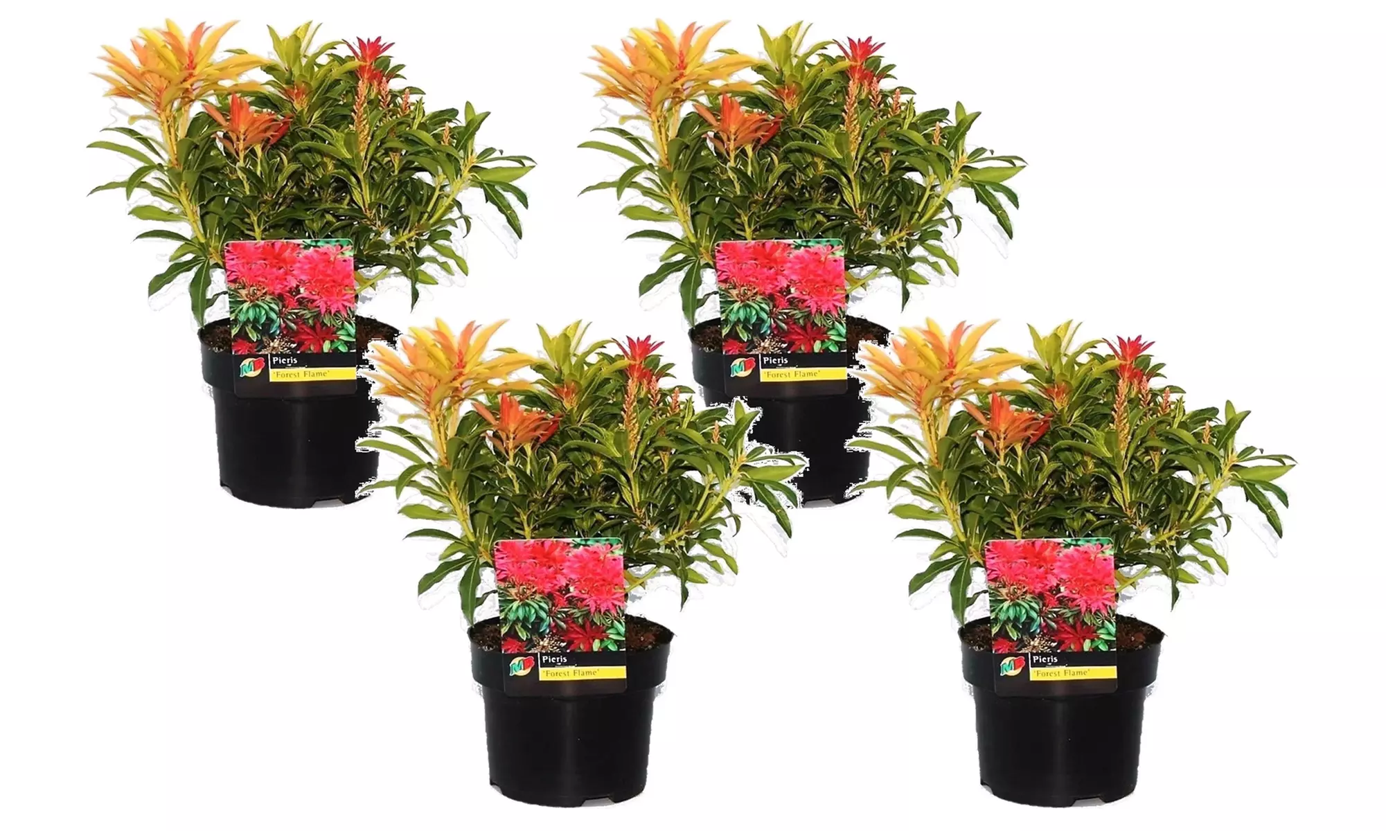 2 ou 4 plants de Pieris "Forest Flame" 25-40 cm Rootz - Second Medium