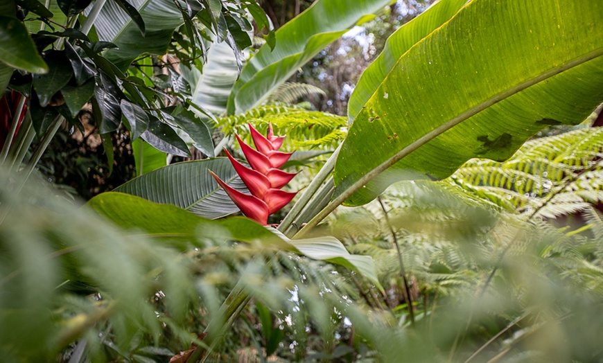 Image 5: Daintree and Cape Tribulation: 1-Day 4WD Experience for Up to 4