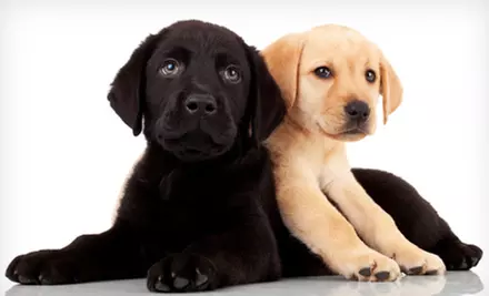 Dog Boarding at U Dirty Dawg (Up to 57% Off). Four Options Available. - Primary Image