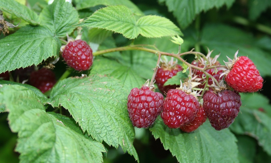 Image 2: Three Raspberry Summer Lovers Patio Red Plants