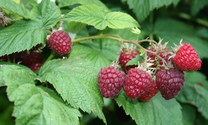  Three Patio Raspberries 