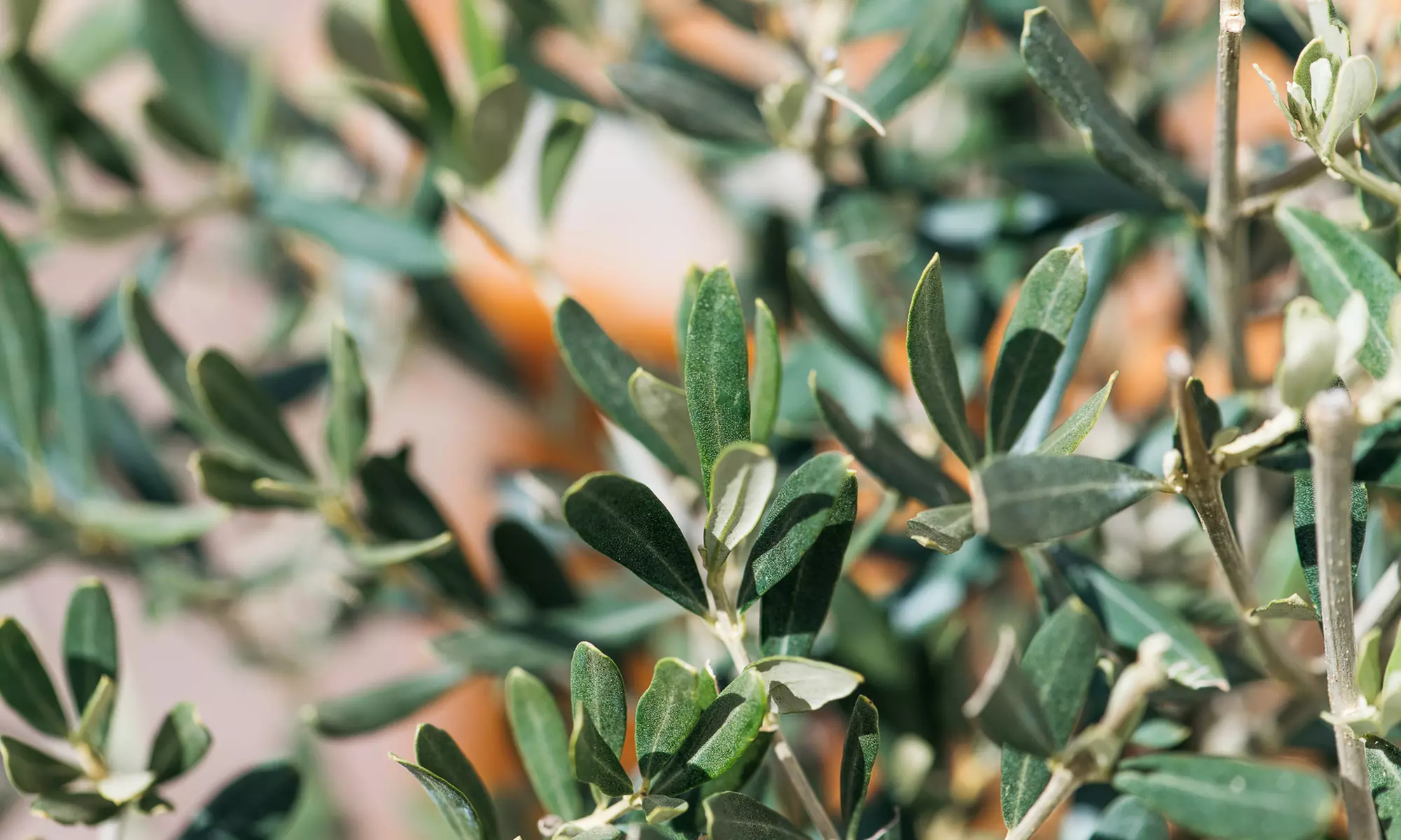 1 of 2 XXL rustieke olijfbomen