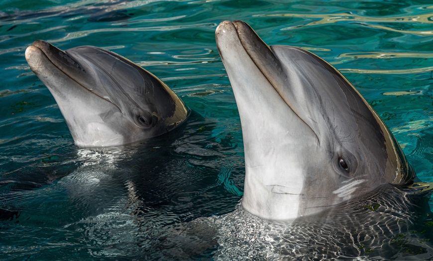 Image 5: Au cœur de Marineland, le plus grand zoo marin d'Europe