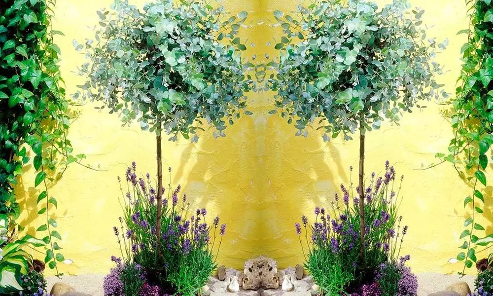 Two or Four Eucalyptus Trees from £24.99 With Free Delivery (Up to 62% Off) - Primary Image
