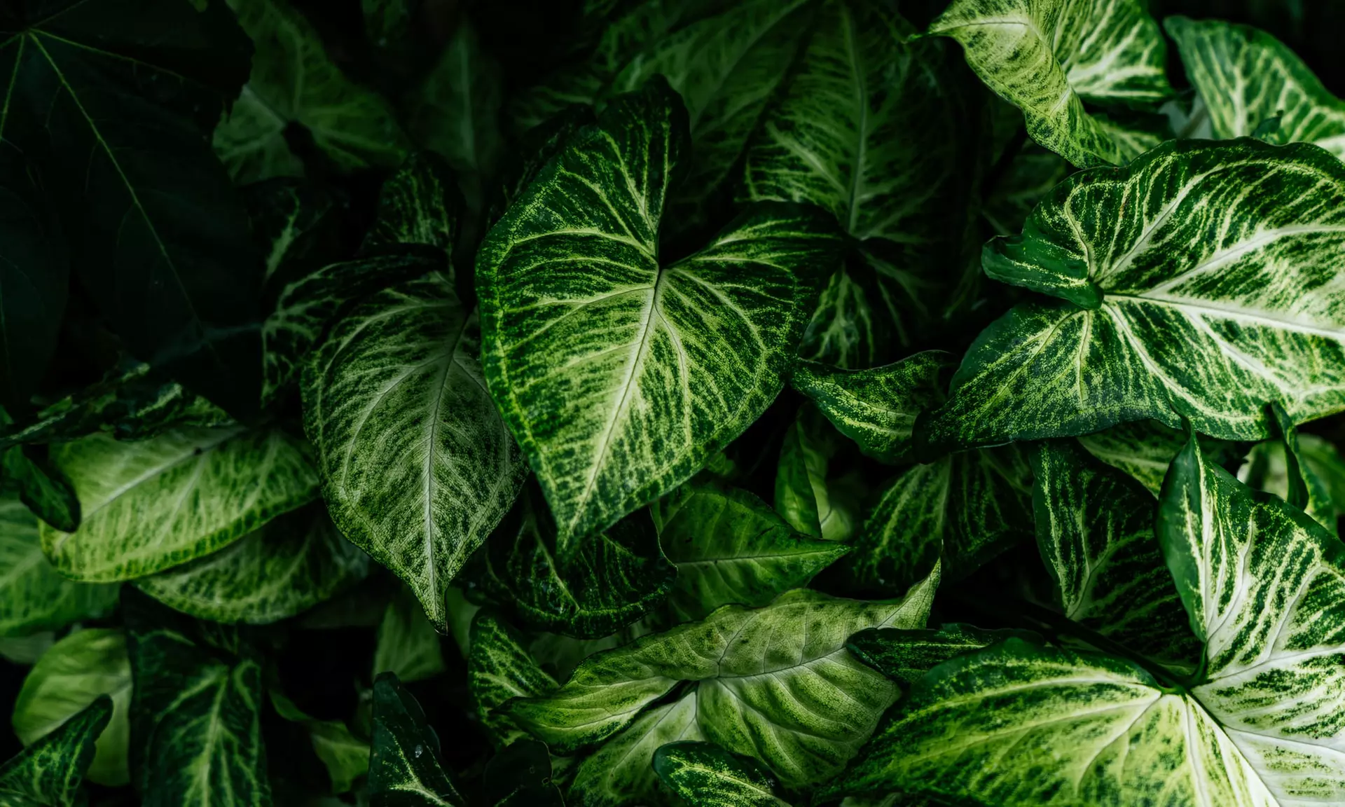 2 ou 3 plantes d'intérieur Syngonium, livrées avec pot - Second Medium