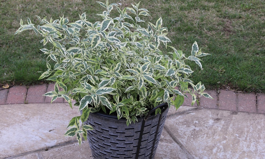 Image 4: Buddleia Butterfly Gold Plant