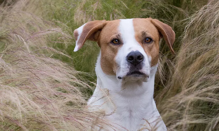 $59 for 45- minute outdoor Pet photography session from Helén Thompson Photography ($289 Value) - Primary Image