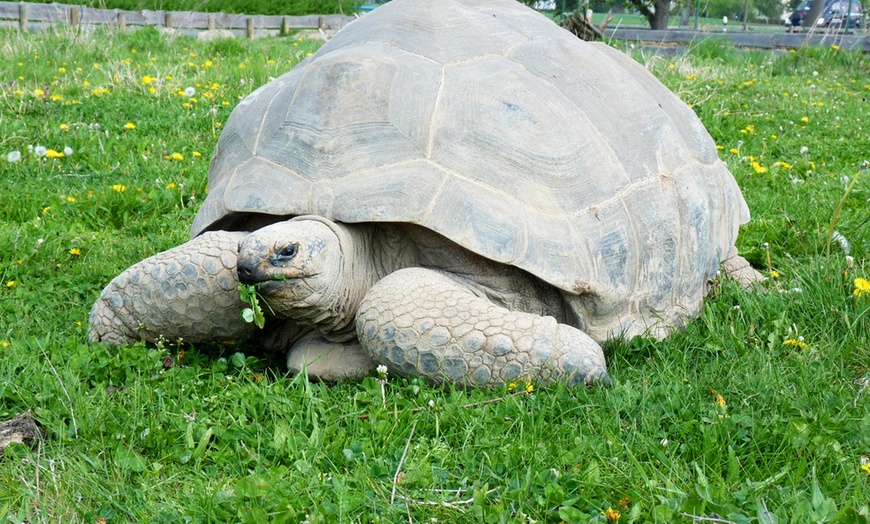 Image 4:  Familienabenteuer im Reptilien-Zoo: mit Tierbegegnungen & Spielplatz
