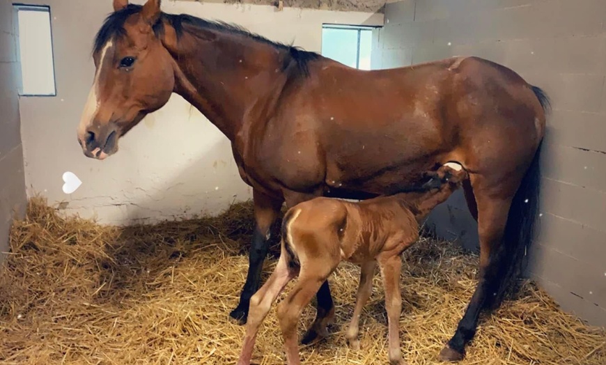 Image 5: Lezioni di equitazione per adulti o bambini da Grace Ranch