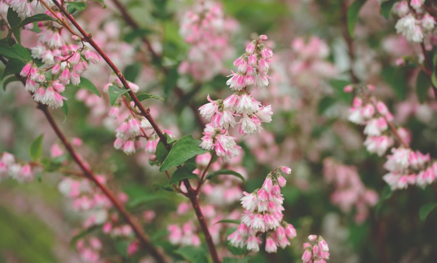 Image 6:  Mixed Hardy Shrub Collection - 8, 16 or 24 Plants