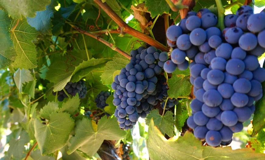 Image 7: Wine Cave Tasting Experience with Scenic Vineyard Views