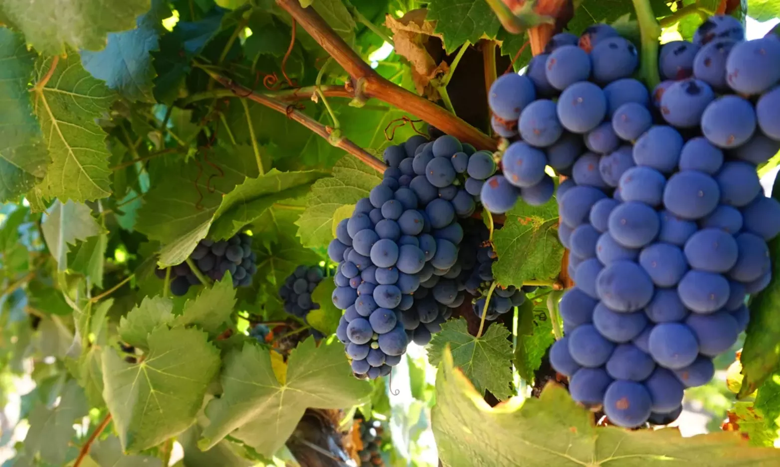 Wine Cave Tasting Experience with Scenic Vineyard Views