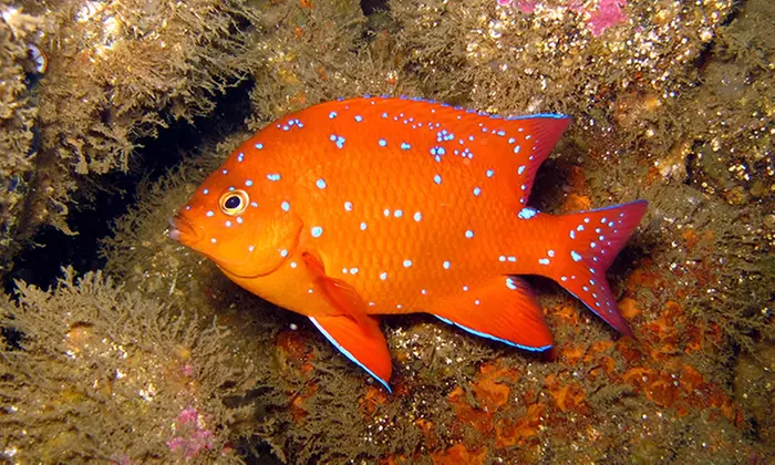 Up to 27% Off on Snorkel (Activity / Experience) at Diving Catalina - Formerly Catalina Snorkel & Scuba - Primary Image