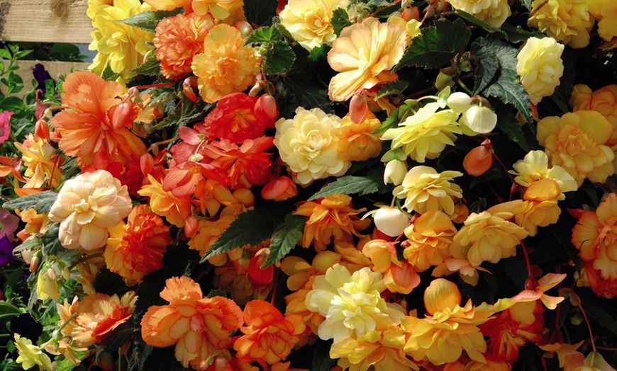 Image 3: One or Two Begonia Apricot Shades Preplanted Hanging Baskets