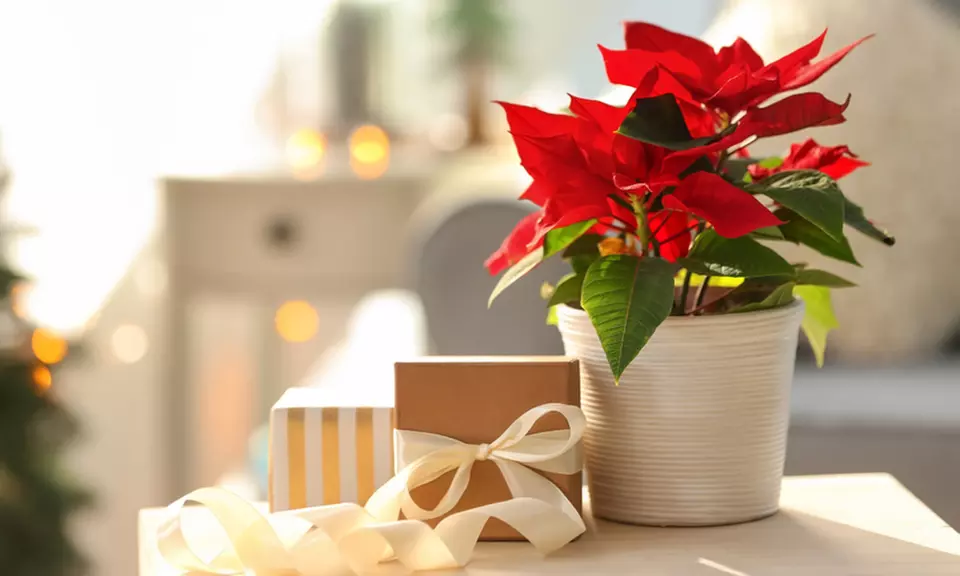 3x oder 6x Weihnachtsstern