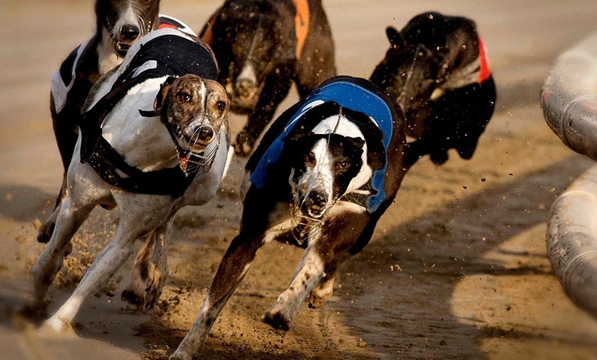 Image 2: Greyhound Racing, Drinks and Bets