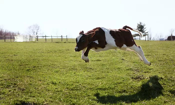 $10 Donation for Hoof-Trimming for Rescued Cows - Second Medium