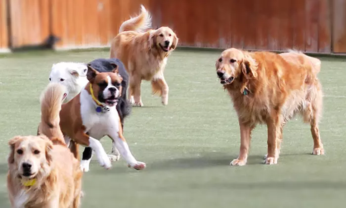Three, Five or Seven Nights of Dog Boarding or Three Weeks of Training at Happy Tails, Inc. (Up to 59% Off) - Primary Image