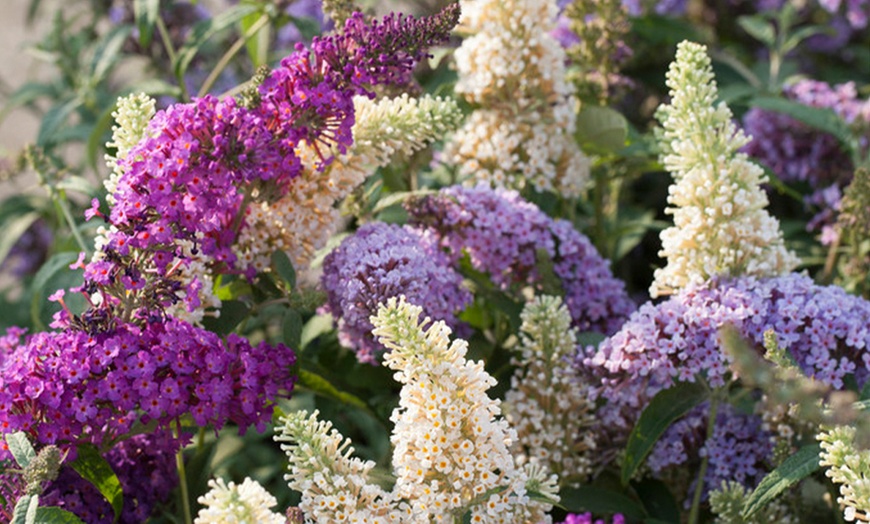 Image 2: 3-in 1 Tricolour Buddleia 