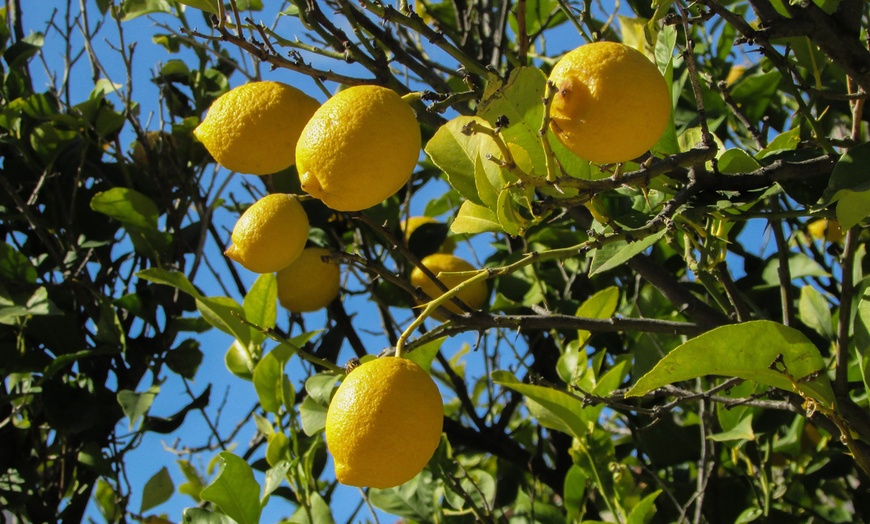 Image 3: Set van 4 Citrus planten