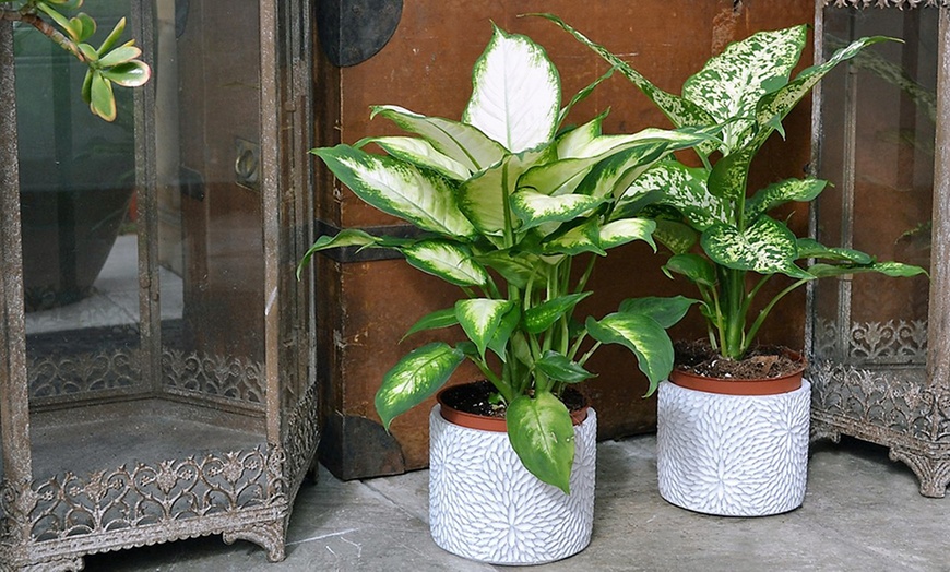 Image 5: Large Dieffenbachia Plant 