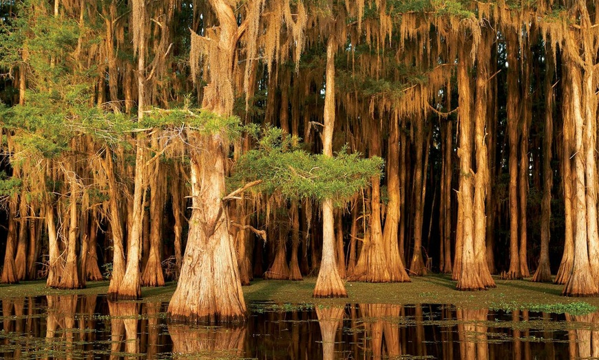 Image 6: Up to 30% Off Scenic Boat Tours on Caddo Lake
