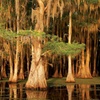 Image 6: Up to 30% Off Scenic Boat Tours on Caddo Lake