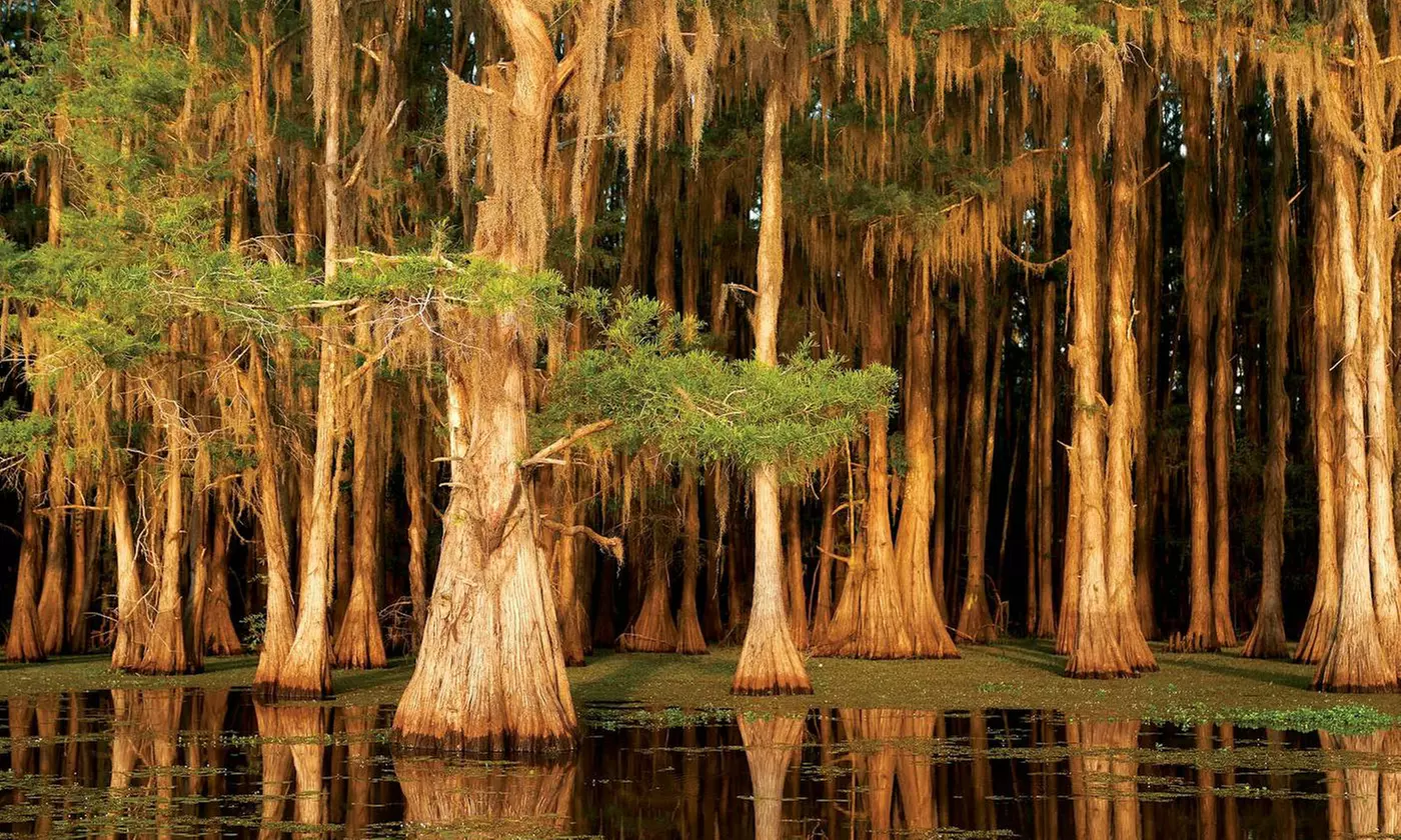 Explore the beauty of Caddo Lake on a 1.5-hour scenic boat tour 