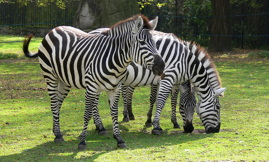 Image 3: Bilety do warszawskiego ZOO 