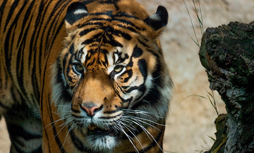 Image 2: Vive un viaje educativo y salvaje con una entrada a Bioparc Fuengirola