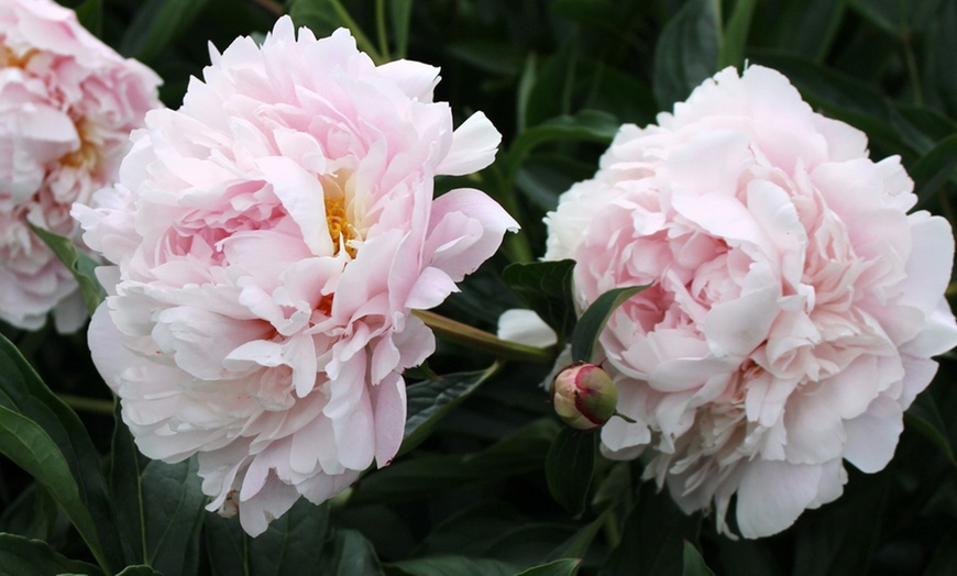 Up To 64% Off Tree Peony Collection 