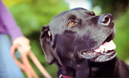 Two, Four, or Six 25-Minute Dog Walks from Paws In Motion (Up to 57% Off) - Primary Image