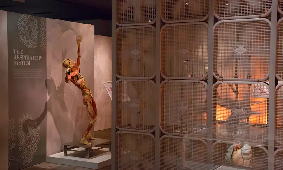 REAL BODIES Exhibit at Horseshoe Las Vegas - Adult or Youth General-Admission Tickets   - Second Medium