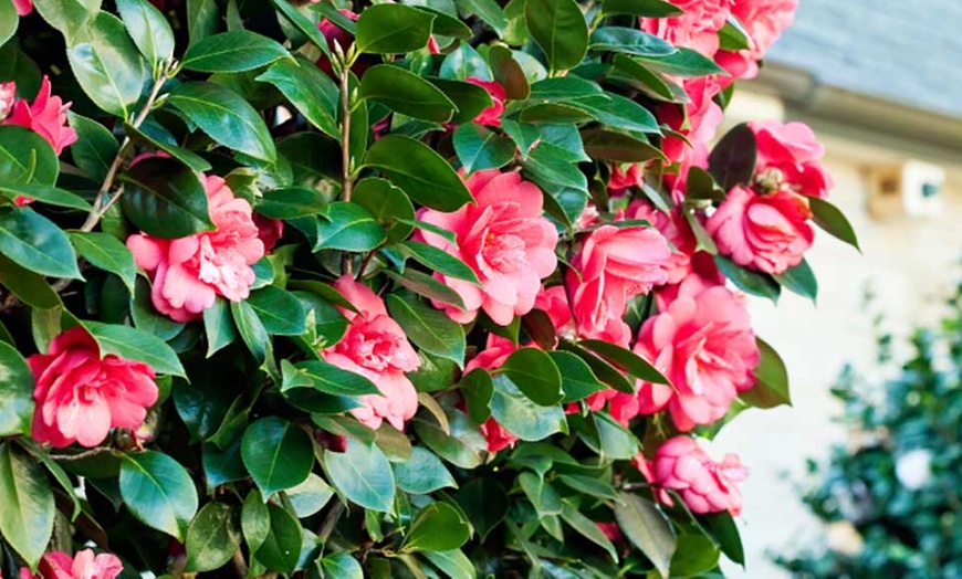 Image 2: Camelia Japonica Mixed Colours