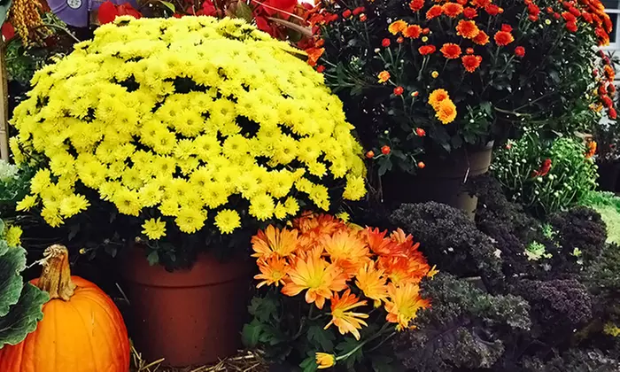Plants and Gardening Supplies at Frager's Garden Center (Up to 42% Off). Two Options Available.   - Primary Image