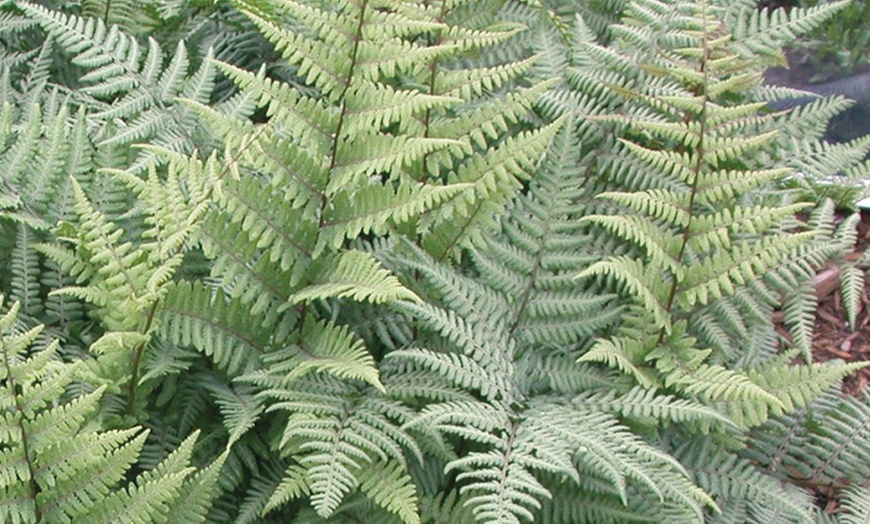 Image 4: Mixed Hardy Fern Collection 9cm
