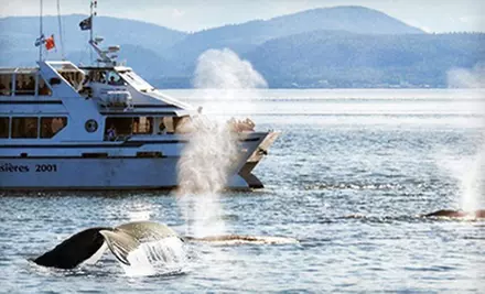 Whale-Watching Cruise for One Adult or Two Adults and Two Children with Croisieres 2001 (Up to 51% Off) - Primary Image