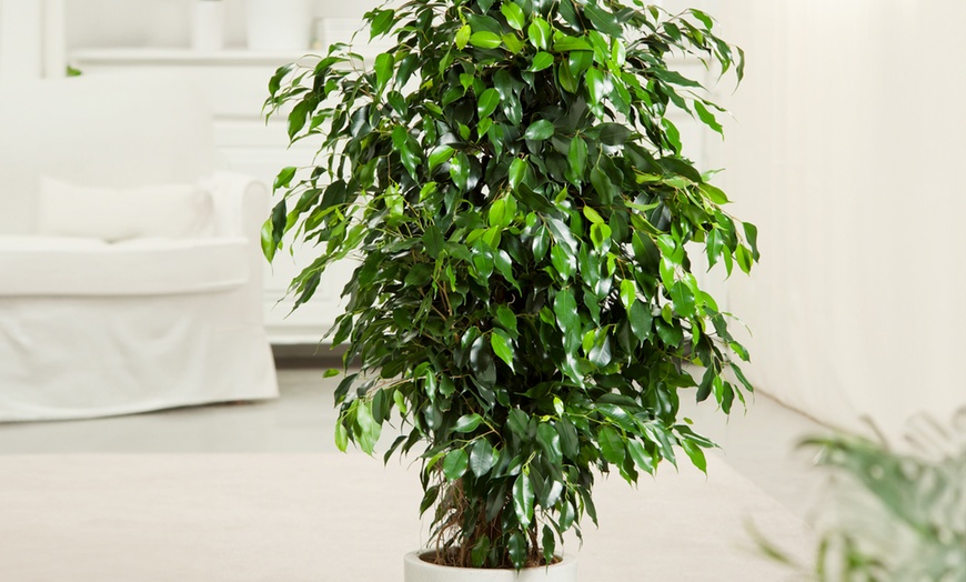 Image 7: Plant de ficus