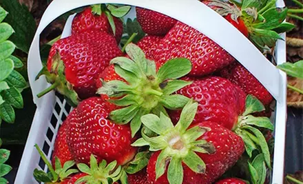Strawberry Picking for Two, Valid Tuesday–Friday, Saturday, or Sunday at Mercier Orchards (Half Off) - Second Medium