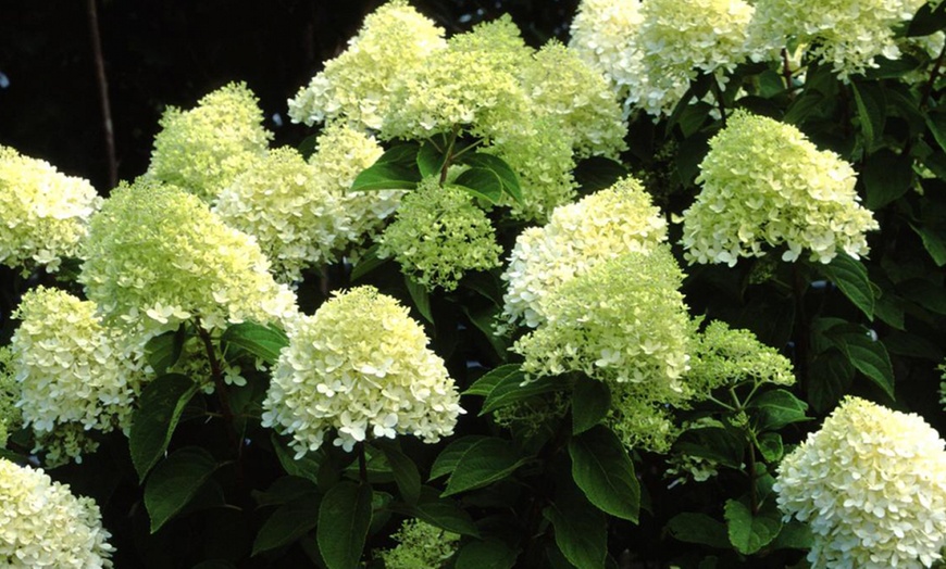 Image 8: Set van 4 of 8 XXL hortensia planten