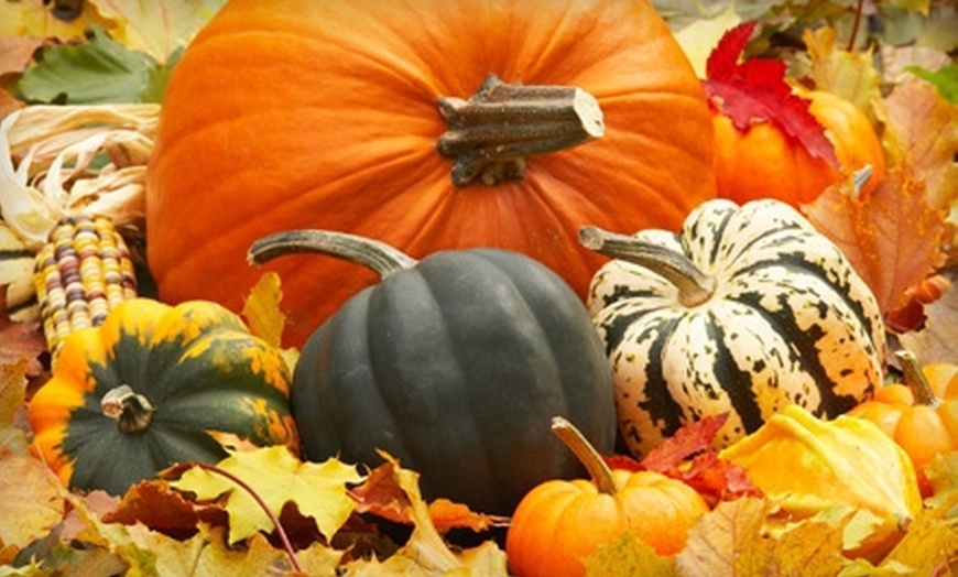 Pumpkin Patch Outing - Stingy Jack's Pumpkin Patch | Groupon