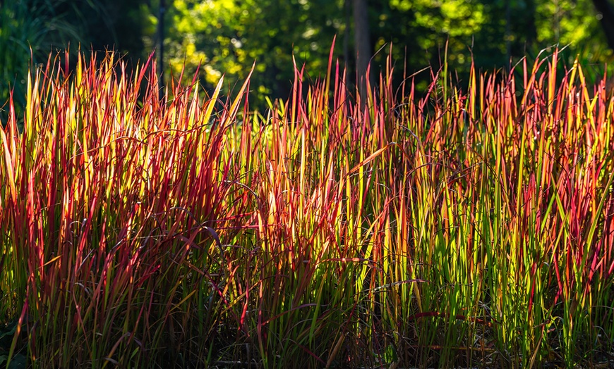 Image 3: Hardy Japanese Blood Grass – 1, 2 or 5 Potted Plants
