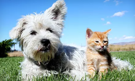 Birthday Party for Pets with Up to 5 or 10 Party Guests from Pet Care & Catering (Up to 70% Off) - Primary Image