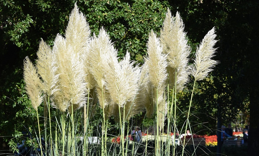 Image 6: Pampas Grass - White or Pink - up to 3 Potted Plants